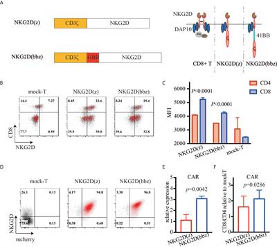 Combination of 4-1BB and DAP10 promotes proliferation and persistence of NKG2D(bbz) CAR-T cells